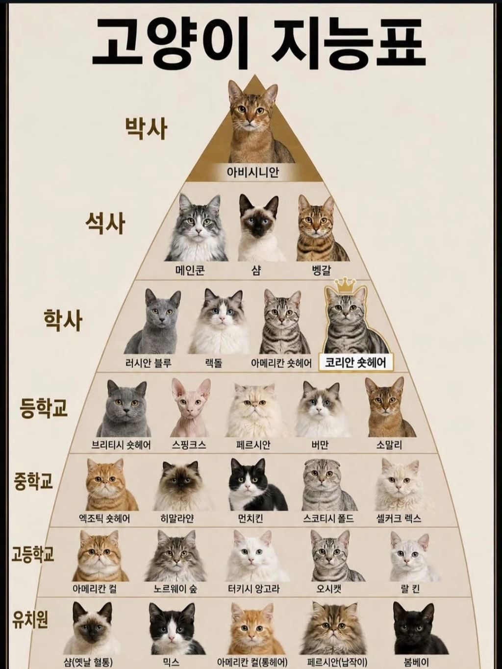 고양이 지능 순위