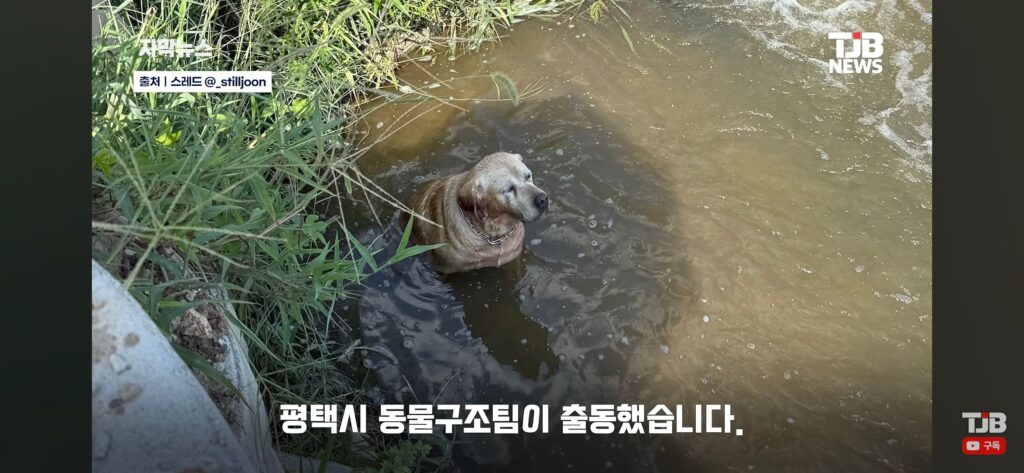 "몇 시간째 움직이지 않아…" 수로에 빠져 있던 40kg 리트리버