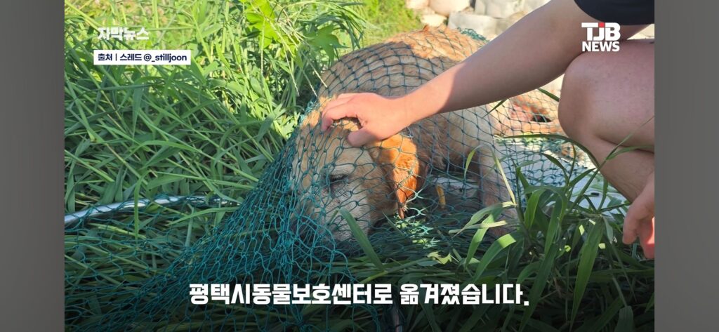 "몇 시간째 움직이지 않아…" 수로에 빠져 있던 40kg 리트리버