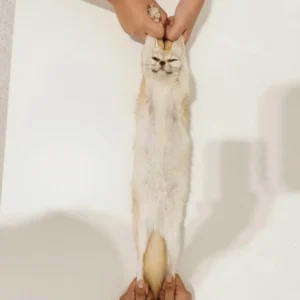 엑스레이 촬영 중인 사막여우, 본 적 있으신가요?
