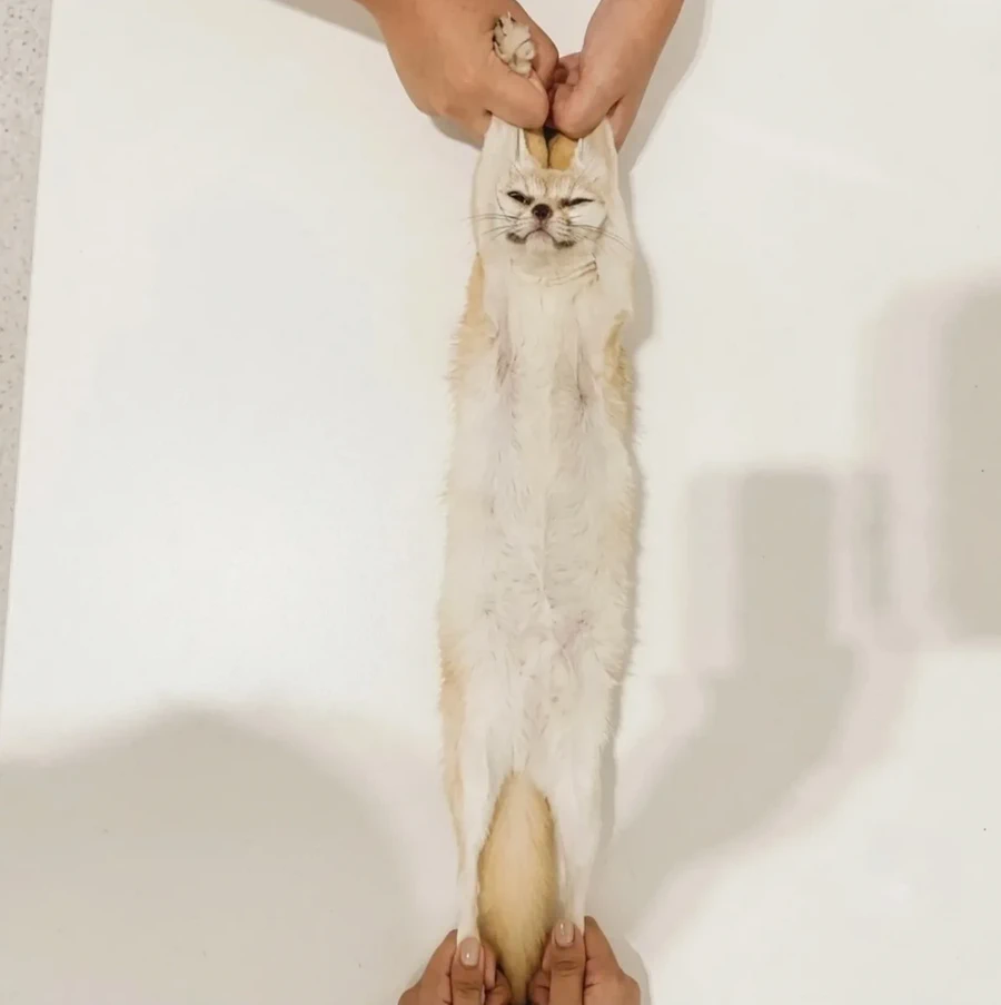 엑스레이 촬영 중인 사막여우, 본 적 있으신가요?