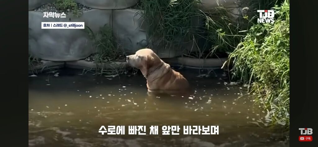 "몇 시간째 움직이지 않아…" 수로에 빠져 있던 40kg 리트리버