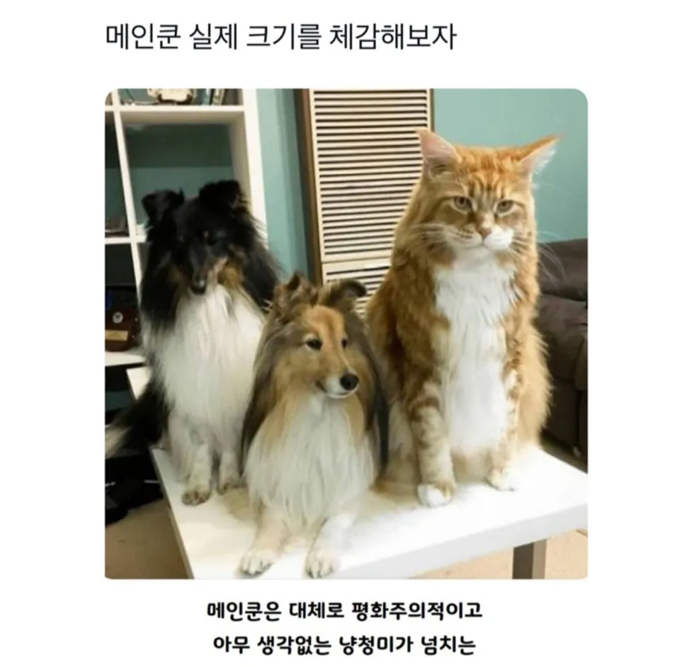 메인쿤 실제 크기, 직접 체감해보기
