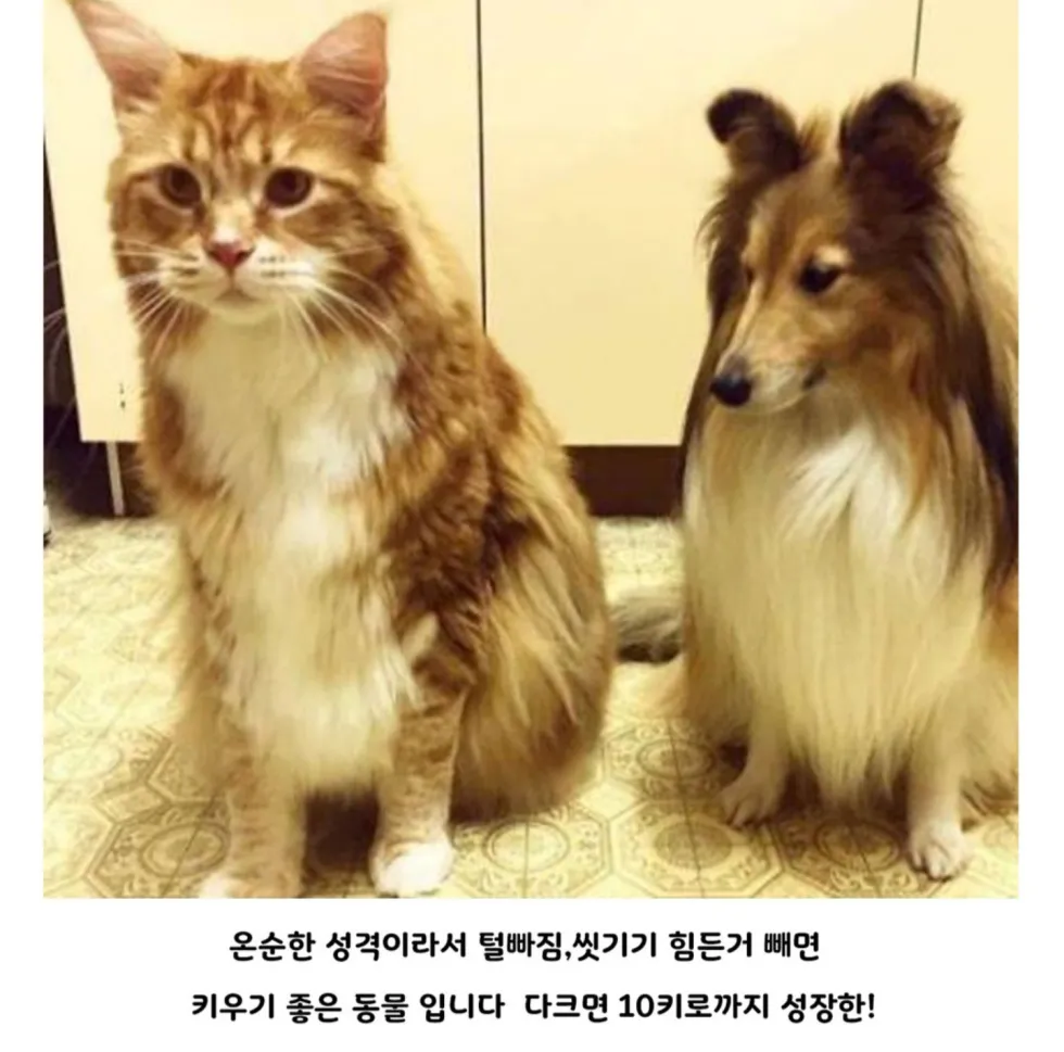 메인쿤 실제 크기, 직접 체감해보기
