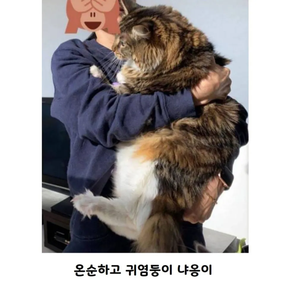 메인쿤 실제 크기, 직접 체감해보기