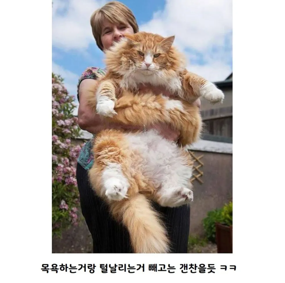 메인쿤 실제 크기, 직접 체감해보기