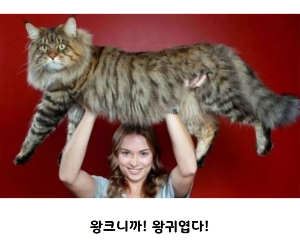 메인쿤 실제 크기, 직접 체감해보기