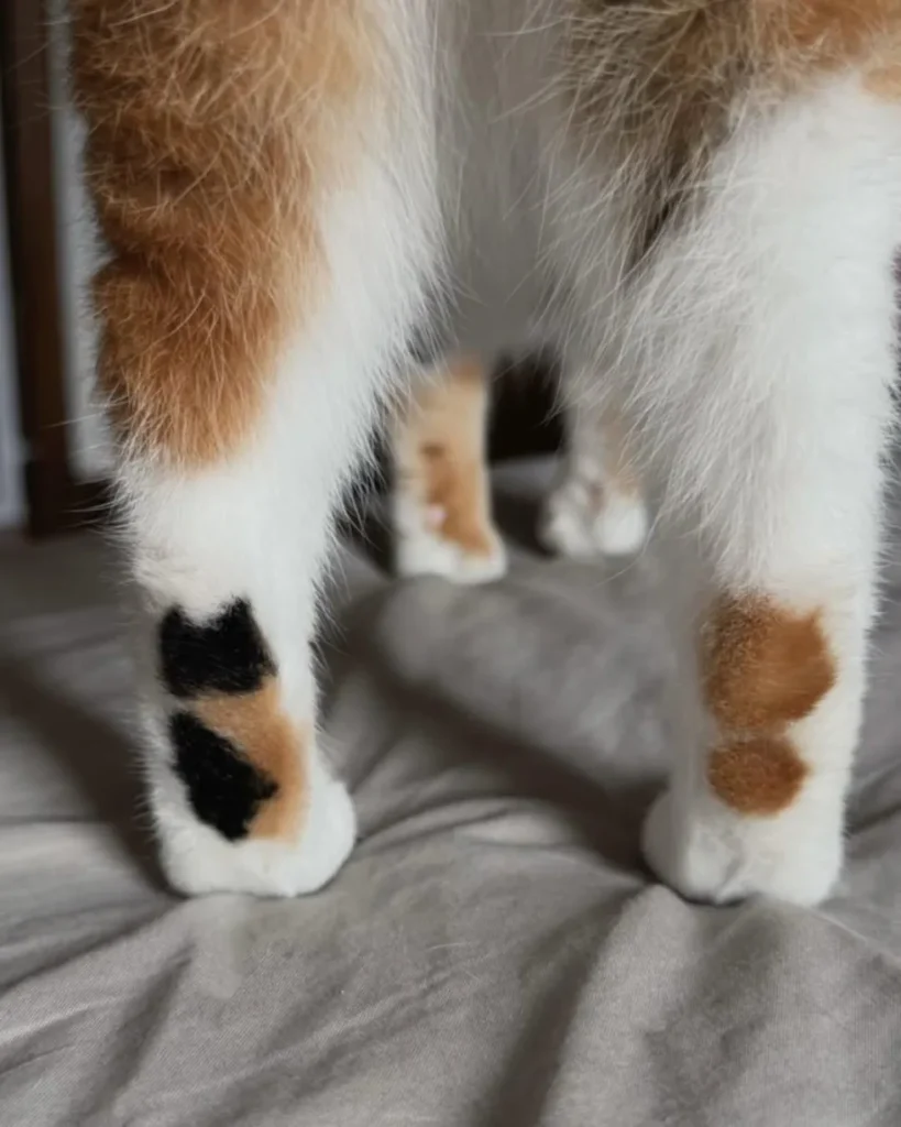고양이 타투 고양이