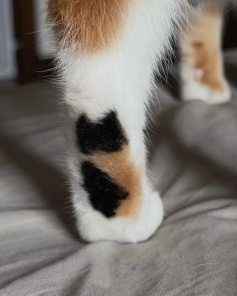 고양이 타투 고양이