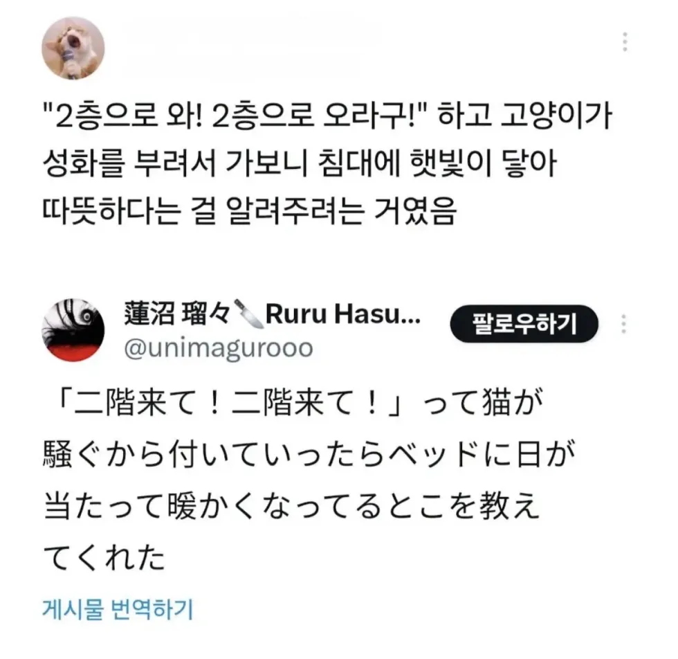집사를 급하게 찾은 고양이, 그 이유는.jpg