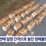 일본에서 곰 습격 대책 촉구 시위