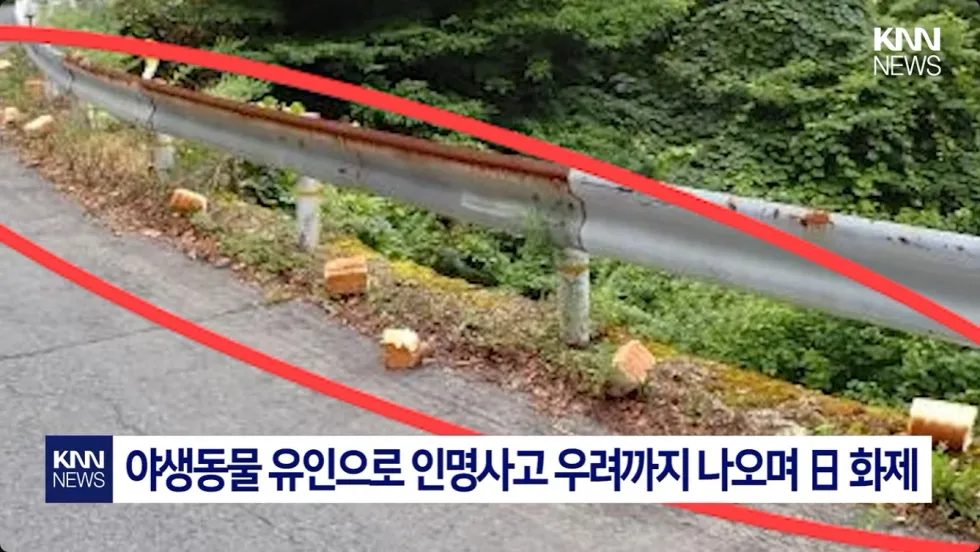 일본에서 곰 습격 대책 촉구 시위