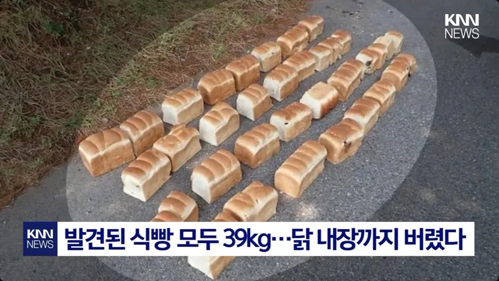 일본에서 곰 습격 대책 촉구 시위