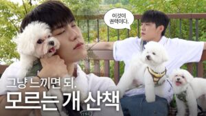 모르는 개 산책