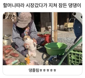 할머니 따라 시장 갔다가 지쳐 잠든 강아지