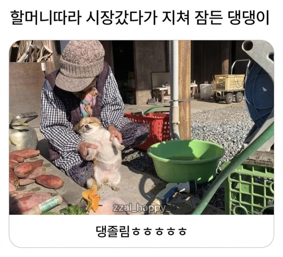 할머니 따라 시장 갔다가 지쳐 잠든 강아지