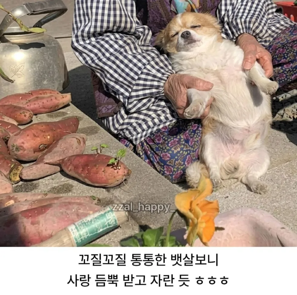 할머니 따라 시장 갔다가 지쳐 잠든 강아지
