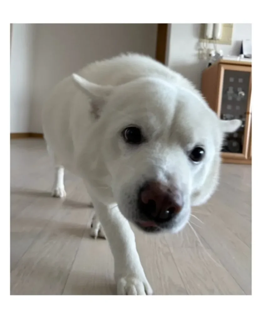 머리를 만져주길 기대하며 다가오는