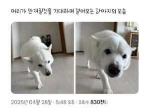 머리를 만져주길 기대하며 다가오는