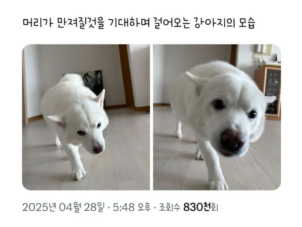 머리를 만져주길 기대하며 다가오는