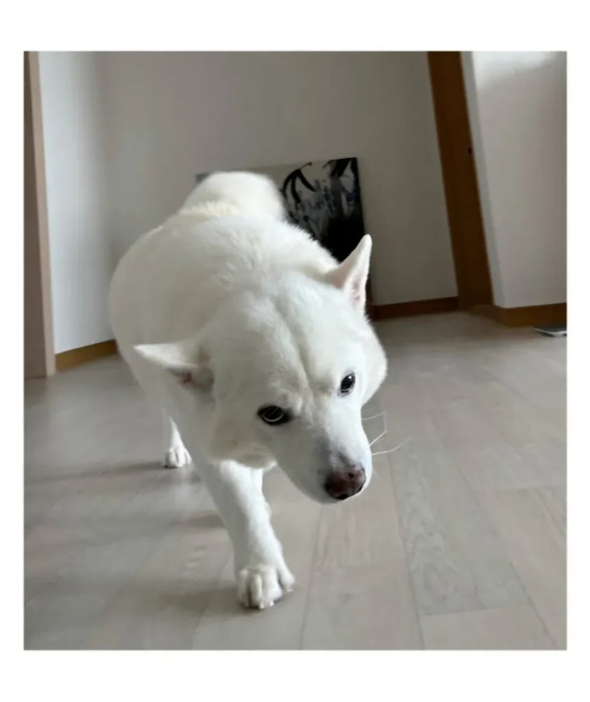 머리를 만져주길 기대하며 다가오는