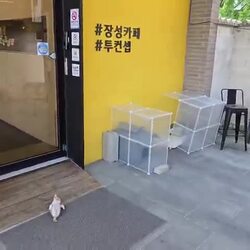 카페 입구에 누워 있는 사람