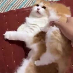 엄마 고양이와 아기 고양이