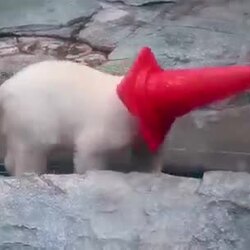 북극곰 새끼, 꼬깔콘으로 엄마 괴롭혀