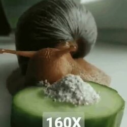 오이 먹는 달팽이 먹방
