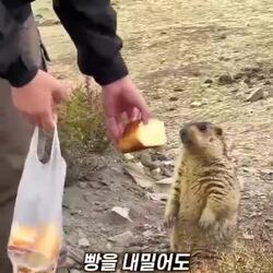 마멋, 빵을 줬는데도 꼼짝 않던 사연