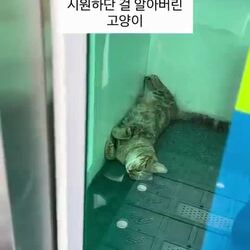 무인민원발급기 부스, 냥이가 시원함을 느낀 곳