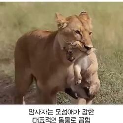 어미 사자가 새끼를 건드리는 사람에게 보이는 반응