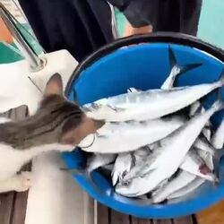 갓 잡은 싱싱한 생선 맛