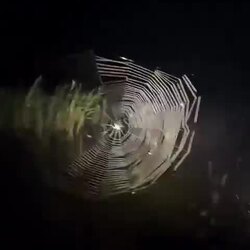 거미 로또 터지다