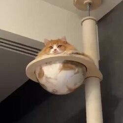 고양이 행성 영상