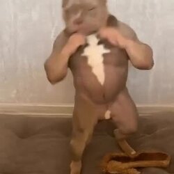 강력해 보이는 핏불
