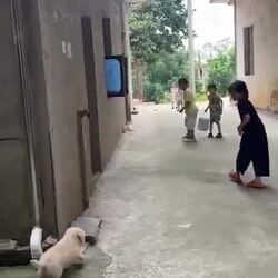 골목길의 사나운 맹수, 흰둥이