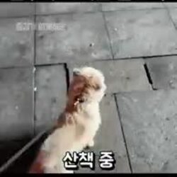 목줄 없이 돌아다니는 개를 발로 찼어요