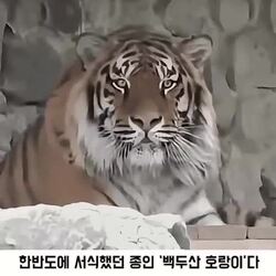 눈싸움, 호랑이와 하면
