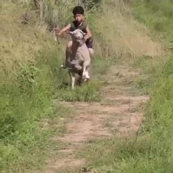 양을 타고 활을 쏘는 아이