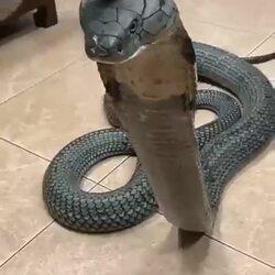애완용 코브라