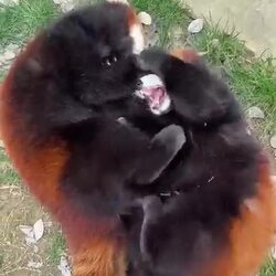 싸우는 레서판다, 머리 끄댕이 잡고