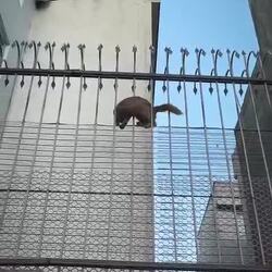나는 고양이 위를 나는 고양이
