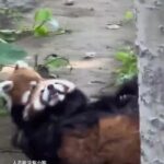레서판다, 이번엔 목조르기 시도