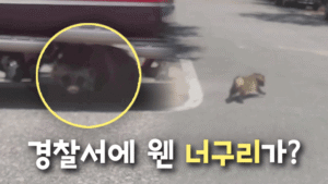 경찰서에서 발견된 야생 너구리, 1시간 40분 만에 안전하게 포획