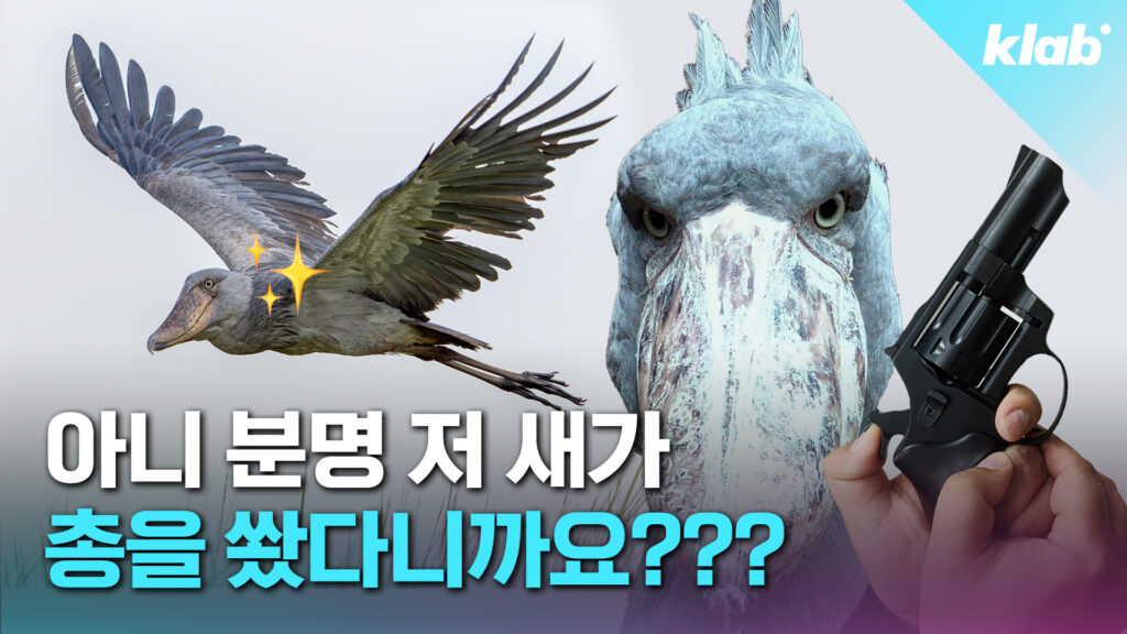 총소리 흉내 내는 희귀 조류, 넓적부리황새(슈빌)의 놀라운 특징