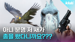 총소리 흉내 내는 희귀 조류, 넓적부리황새(슈빌)의 놀라운 특징
