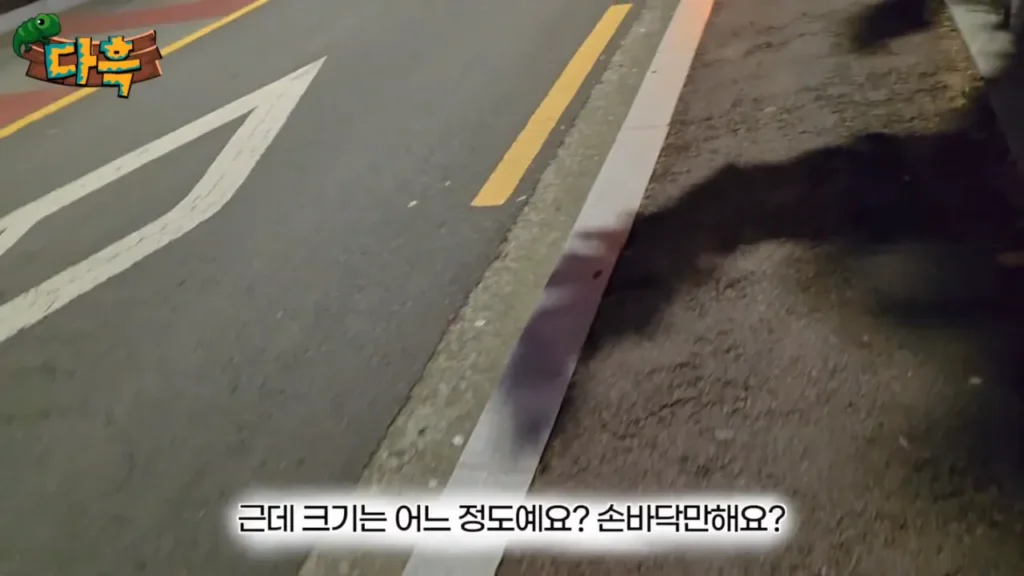 최근 부산에 서식하는 거대 돈벌레(그리마)