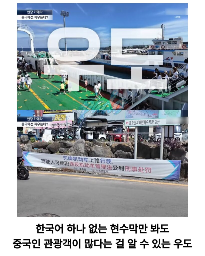우도까지 진출한 짱개바퀴벌레, 제주도 점령