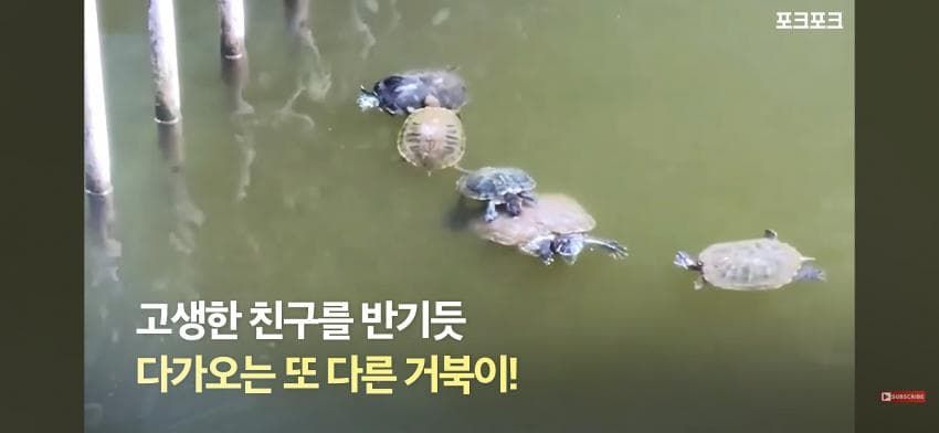 작은 거북들이 큰 거북을 돕기 위해 모였습니다!